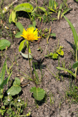 Berkheya speciosa