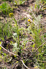 Berkheya umbellata