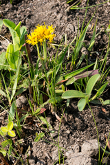 Berkheya umbellata
