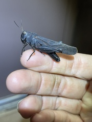 Arphia pseudonietana