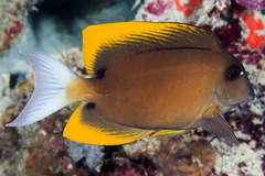 Ctenochaetus tominiensis