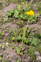 Berkheya umbellata