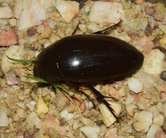 Hydrophilus