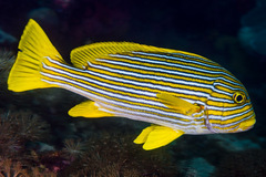 Plectorhinchus polytaenia