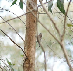 Cormobates leucophaea