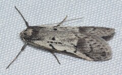 Philobota stella