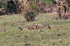 Damaliscus pygargus phillipsi