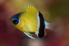 Pycnochromis retrofasciatus