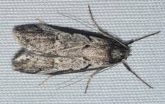 Philobota acropola