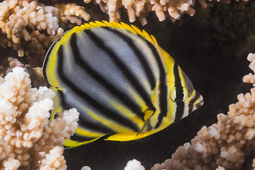 Meyers koraalvlinder (Chaetodon meyeri) — Chaetodontidae — 3