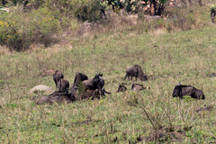 Connochaetes taurinus taurinus