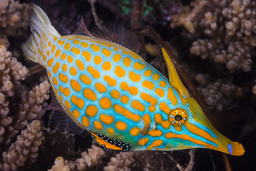 Longnose Filefish