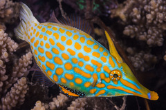 Harlequin Filefish photo 2
