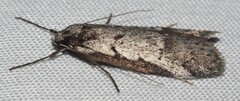 Philobota acropola