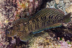 Istiblennius edentulus