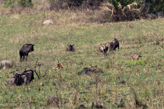 Connochaetes taurinus taurinus