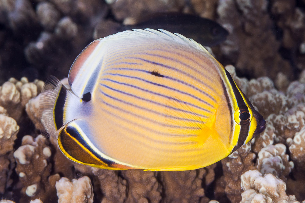 Redfin Butterflyfish (Fishes of the Coral Sea Marine Park, Queensland ...