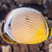 Redfin Butterflyfish - Photo (c) François Libert, some rights reserved (CC BY-NC-SA), uploaded by François Libert
