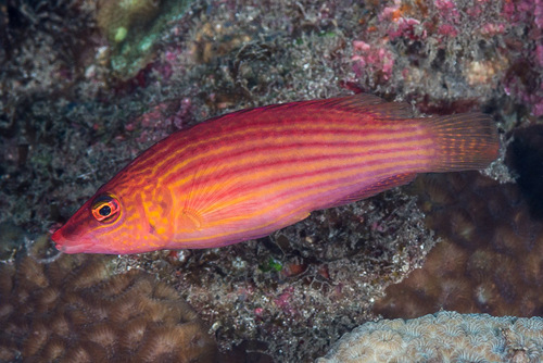 Twospot wrasse (Pseudocheilinus dispilus) — Labridae