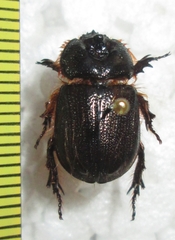 Syrichthodontus cribratus