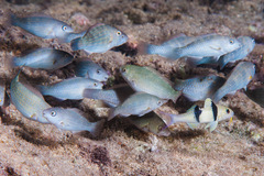 Chlorurus enneacanthus