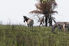 Equus quagga burchellii