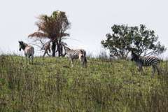 Equus quagga burchellii