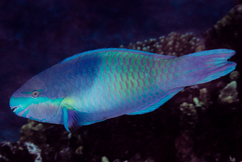 Five-saddle Parrotfish