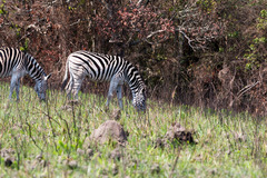 Equus quagga burchellii