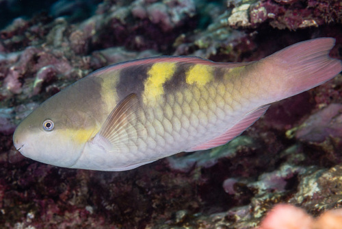 Five-saddle Parrotfish