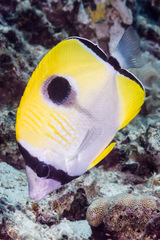Chaetodon unimaculatus