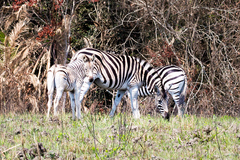 Equus quagga burchellii