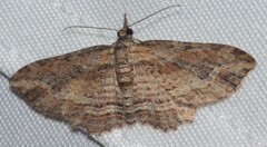 Chloroclystis filata