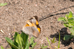 Junonia hierta cebrene