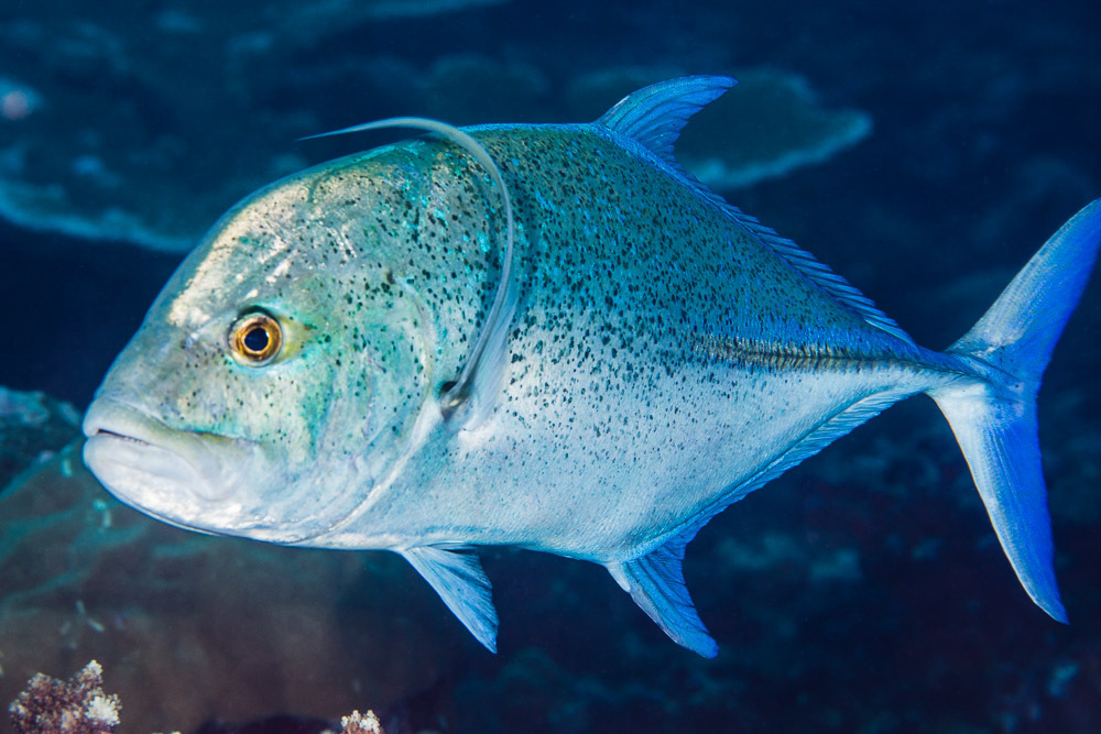 Black-tipped trevally (Caranx melampygus) — Carangidae
