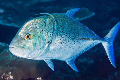 Bluefin Trevally