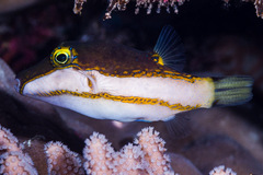 Canthigaster smithae