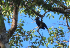 Anthracoceros malayanus