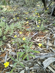Goodenia willisiana
