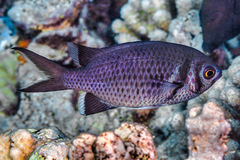 Chromis anadema