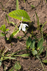 Chlorophytum cooperi