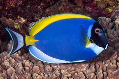 Acanthurus leucosternon