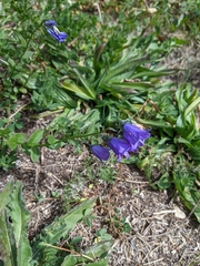 Campanula rhomboidalis