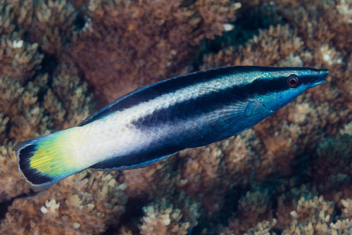 Bicolor cleaner wrasse (Labroides bicolor) — Labridae