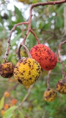 Arbutus unedo