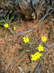 Goodenia willisiana