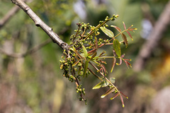 Commiphora woodii