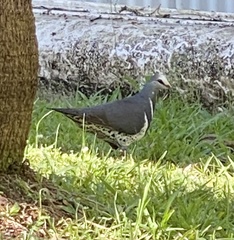 Leucosarcia melanoleuca