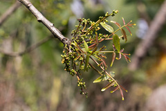 Commiphora woodii