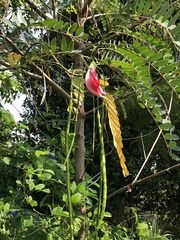 Sesbania grandiflora